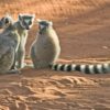 Madagascar-Lemur-Ringtails