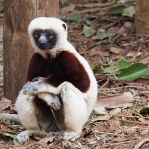 Coquerel Sifaka lemur sitting under a tree in Madagascar