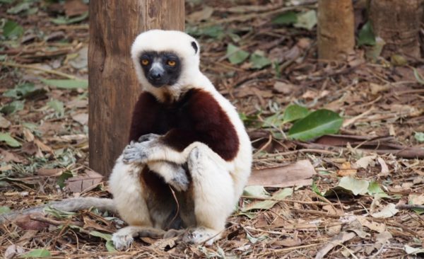madagascar-Coquerel-Sifaka-lemur