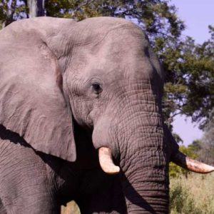 Up close to elephant in Botswana