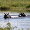 Botswana-hippos-Okavango-Delta