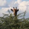 Botswana-Giraffe-peaking-over-tree-jpg
