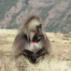 Ethiopia-simien-mountains-gelada-baboon