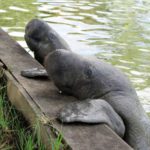 Two manatees poking their heads out of the water