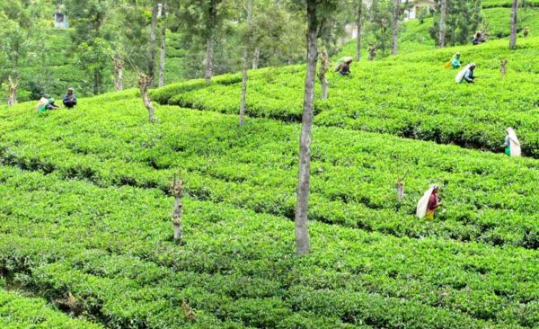 India-Tea-picking-Southern-India