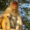 India-macaque-monkey-southern-india