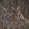 India-southern-india-tiger