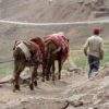 Iran-local-man-donkey