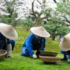 Gardeners wearing Japanese coolie straw bamboo hats