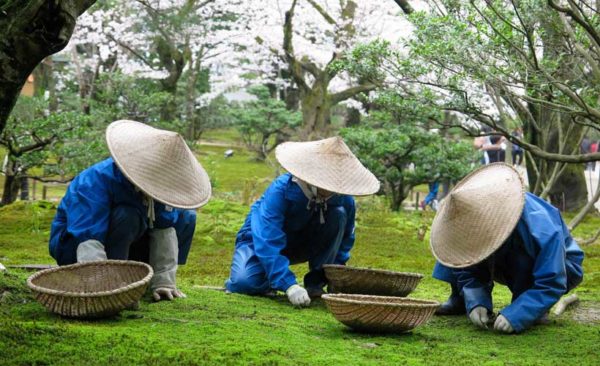 Gardeners wearing Japanese coolie straw bamboo hats