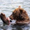 Kamchatka-Bear-Kurilskoye-Lake
