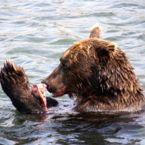 Find this brown bear on your private Kamchatka tours
