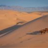 Mongolia-gobi-desert-camels