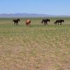 Mongolian steppe with horses roaming