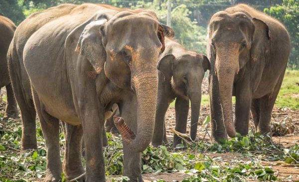 Sri-Lanka-Elephants