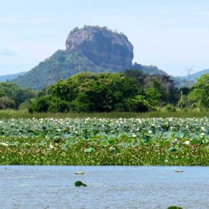 Sigiriya Rock Fortress from a distance with water lilies in forefront