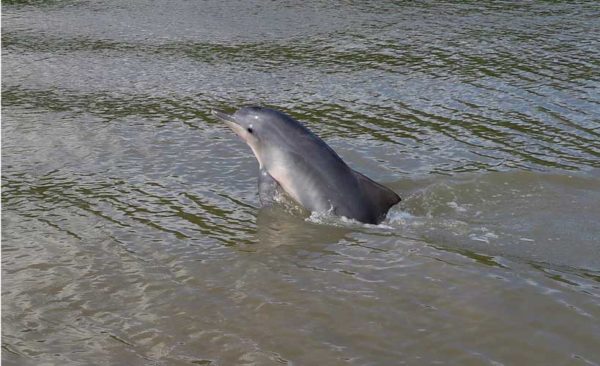 Suriname-dolphin