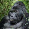 Silverback gorilla on Uganda safari tours