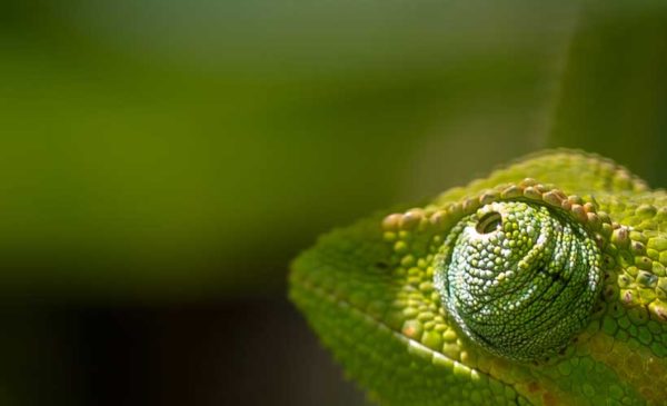 Uganda-chameleon