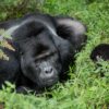 Uganda-gorillas