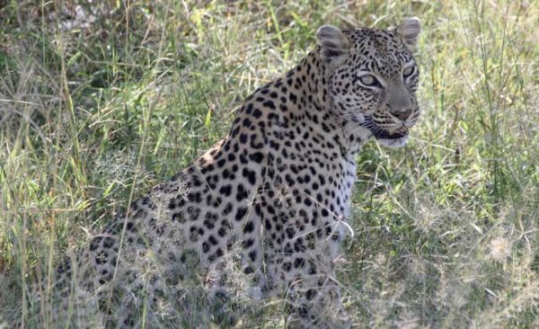 botswana-leopard