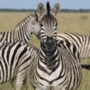 botswana-zebras
