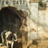 india water gate cow in doorway