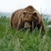 Alaska- brown-bear-Katmai