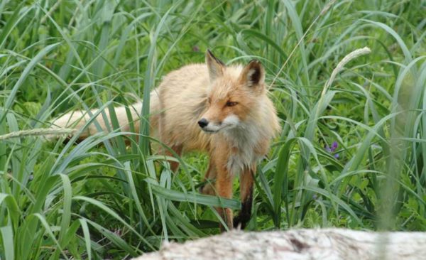 Alaska-red-fox