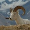 Alaskan thin-horn sheep