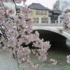 Japan-blossom-bridge