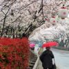 Japan-blossom-lanterns
