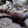 Madagascar-big-tsingy-mongoose