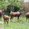 Uganda-antelope-herd