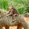 Uganda-baboons