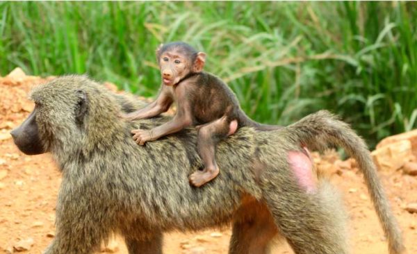 Uganda-baboons