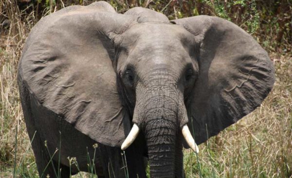 Uganda-elephant