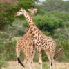 Uganda-giraffe
