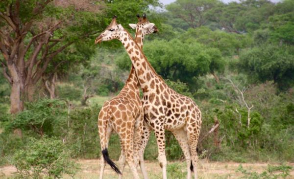 Uganda-giraffe