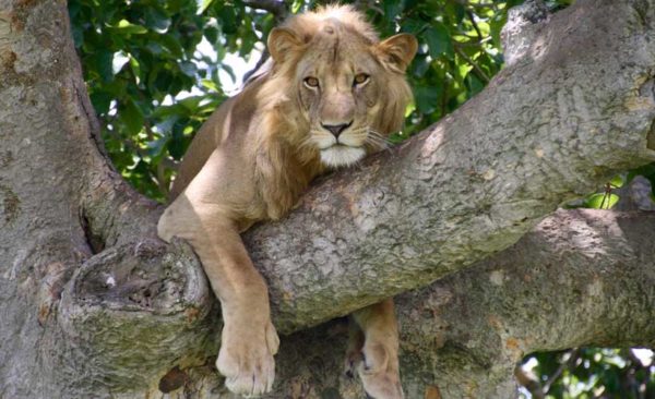 Uganda-lion-up-tree