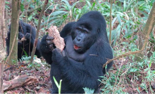 Uganda-silverback-gorilla