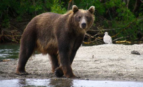 russia-kamchatka-brown-bear