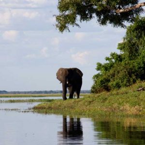 Bull elephant on Southern Africa tours