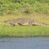 Sri-Lanka-crocodile
