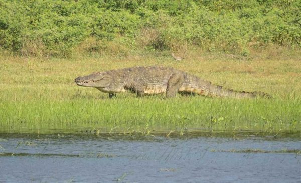 Sri-Lanka-crocodile