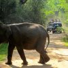 Sri-lanka-elephant-safari