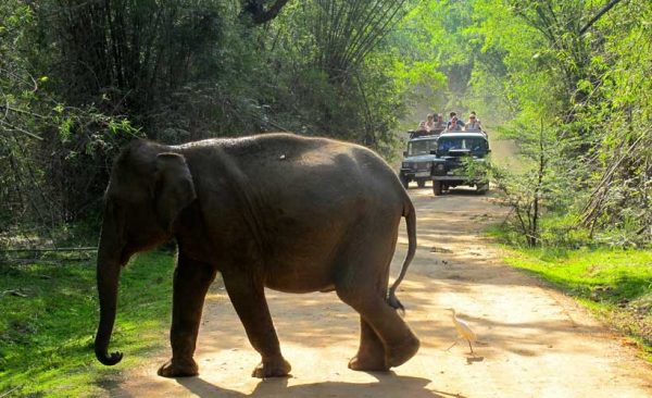 Sri-lanka-elephant-safari