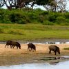 Sri-lanka-wildlife-warthogs