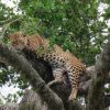 sri-lanka-leopard-brian-wells-photo