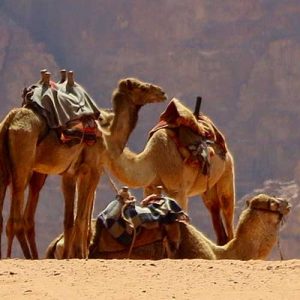 Camel rides in Jordan